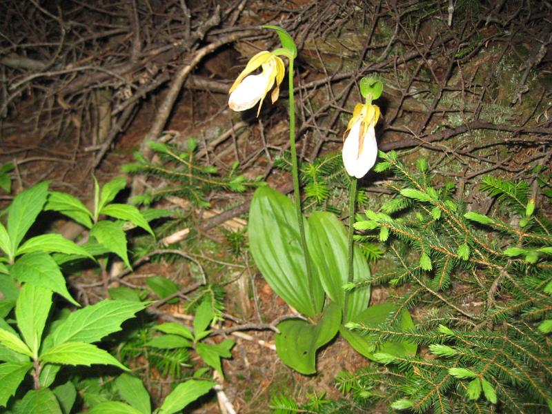 Royce (13).JPG - Some just past white lady slippers.